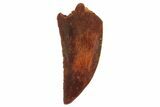 Serrated, Raptor Tooth - Real Dinosaur Tooth #135164-1